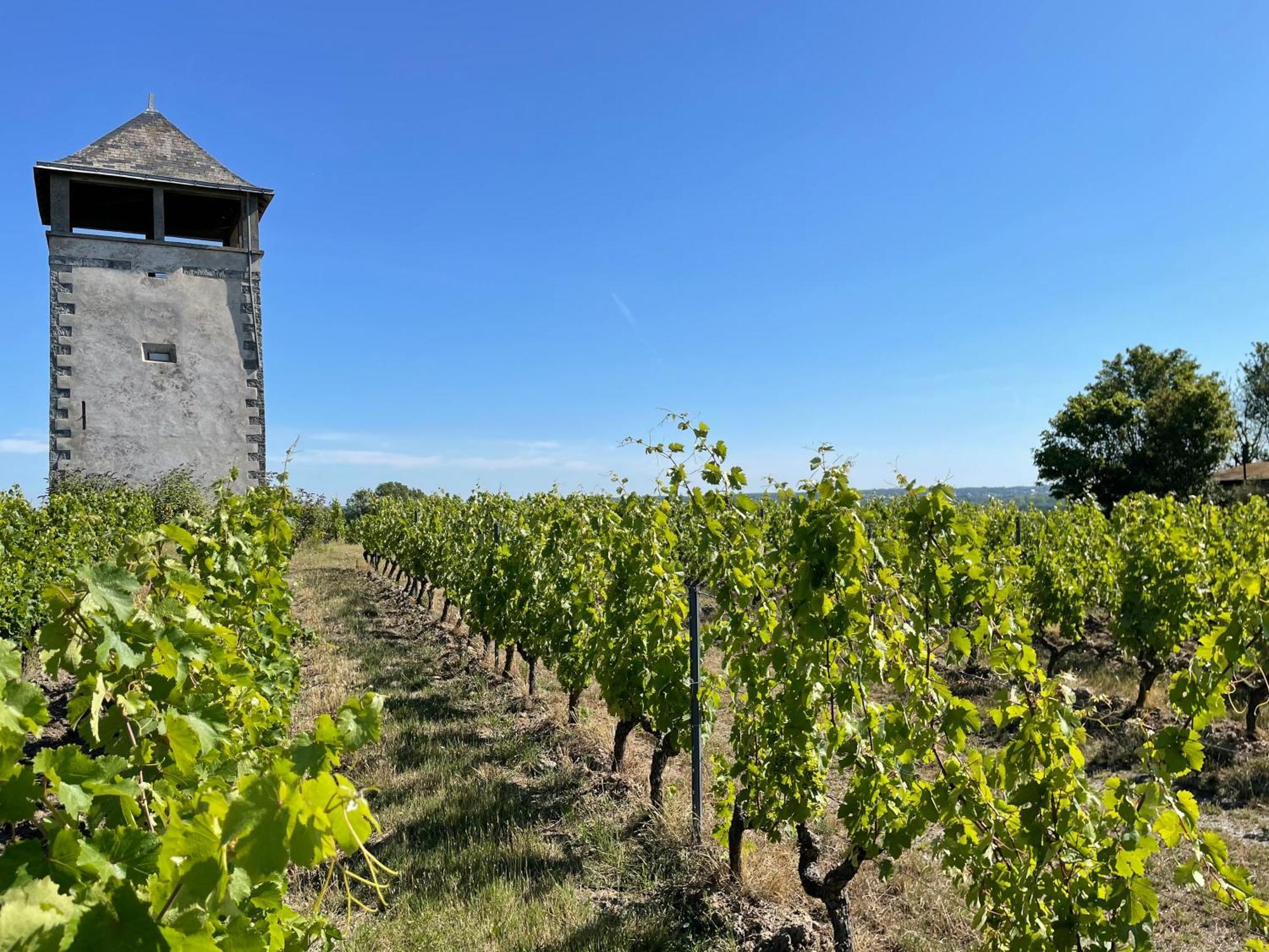Maison Des Coteaux Blancs Chaudefonds-sur-Layon Bagian luar foto